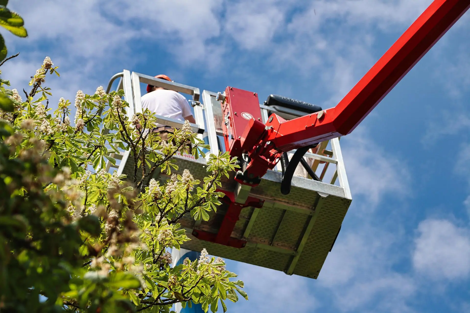 worker trimming tree in boom lift