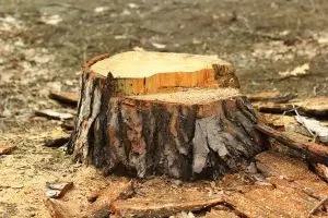 Taming Those Troublesome Tree Stumps – A Homeowner’s Guide
