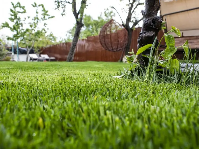 vecteezy green grass in the yard a house and a garden grass lawn 3024061